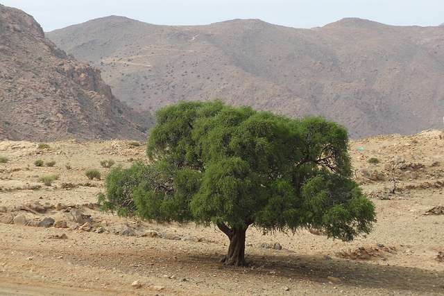 Filière Argan Bio : Retombées du Soutien Agricole au Maroc